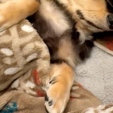 子犬を迎えて『人間の子どものように育てた』結果→1年8ヶ月後…愛おしすぎる『おねんね』が9万再生「和んだ」「安心してるのたまらない」