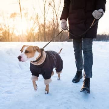 犬の『冬散歩』注意すべきポイントとは？日常に潜む危険や安全に外出する方法まで