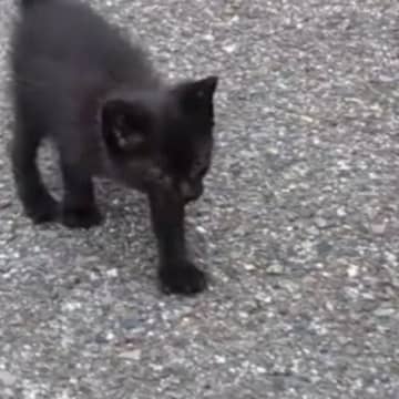 一生懸命あとをついて来た『ひとりぼっちの小さな黒猫』→家族になってから３か月…見違える変化に感動の声「出会えてよかった」「幸せだね」