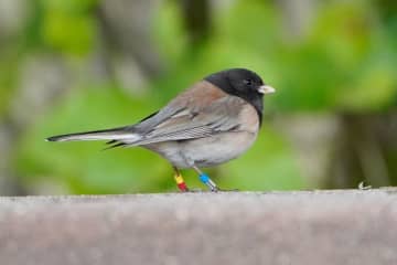 大学キャンパスに生息のユキヒメドリ、コロナ禍でくちばしの長さが変化　環境に急速に順応か