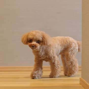 犬が飼い主に『外出しないで』と言っているサイン4つ　どうしても出かけなければならないときの対処法とは？