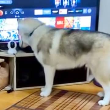 『ママ…？』入院中、家で待つ大型犬に『ペットカメラから話しかけた』結果…想像以上に『愛おしい反応』に反響「賢い子」「首傾げてるの可愛い」