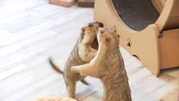 エサと一緒に“チョコ”を食べさせたか…愛らしい姿で人気の「マーモット」専門カフェで命に関わる危険行為「少量でも死に至る可能性」