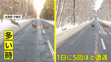 雪道で目の前にシカの群れ…重要なのは「クラクションを鳴らさない」　パニックになるとぐるぐる回って避けられないことも