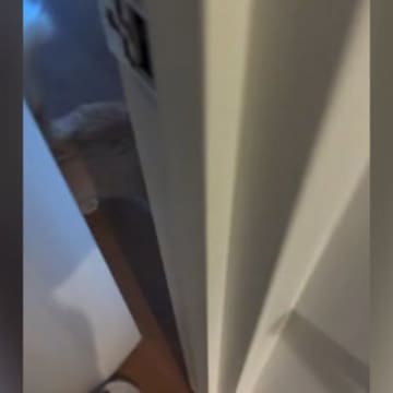 甘えん坊の猫→飼い主さんが部屋のドアを開けた、次の瞬間…まさかの『クセが強すぎるお出迎え』が80万再生「めっちゃ可愛いｗ」「本当に天使」