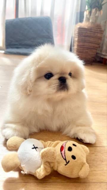 部屋の隅に隠れがちだったペキニーズ子犬→甘えん坊で寄り添って寝てくれるコに成長！ごはんをおねだりする姿にほっこり