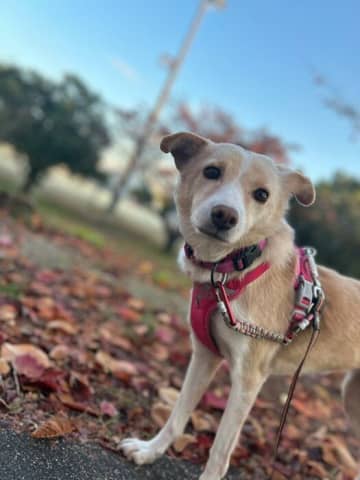 怖がりでなかなか歩けなかった元保護犬→楽しそうにお散歩する姿を見せてくれるようになり、今では癒しの存在に