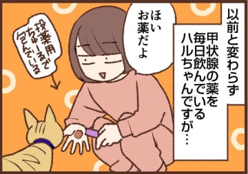 【吉川さん家の猫事情】#126話 本当に困った…！