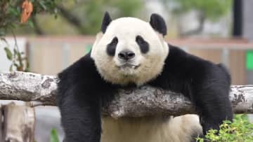 四川省成都から福建省福州に移ったパンダ5頭、順調に適応
