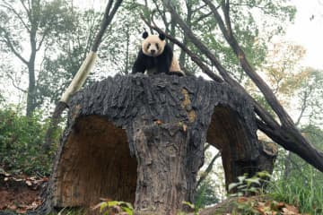 パンダのシャンシャン、今日は見張り役　中国四川省