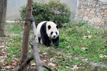 パンダの福宝、のんびり散歩　中国四川省