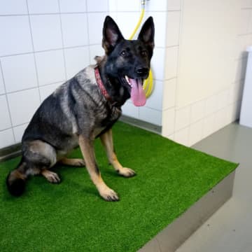 最も幸せそうな表情をする犬種が判明