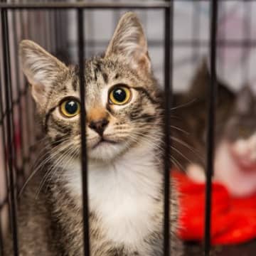「オンラインで無責任に販売される猫を救え」　動物保護団体が購入し保護　英国