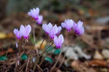 ガーデニング初心者必見！シクラメンの育て方【戸外・室内】と上手な夏越しのコツ
