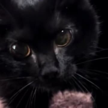 初めて本気で威嚇してきた黒猫→『フォルム』が変化して……まさかの光景が48万再生「全然違う猫になってるｗ」「何したのｗ」と爆笑の声