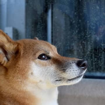 『繊細な性格の犬』にしてはいけないNG行為3つ　メンタルが弱いワンコの共通点とは？