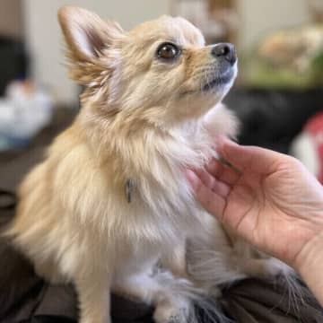 愛犬と仲よくなれて絆も強まる！愛犬にやさしさをお返しできる10の方法