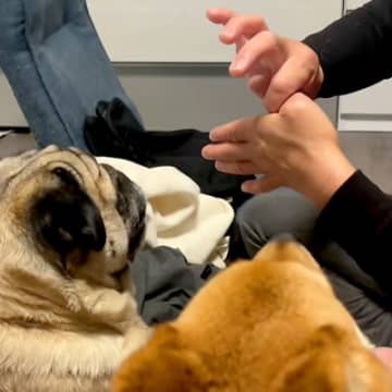 『親指が消えるマジック』を犬に披露する父→あまりにも『ピュアすぎるリアクション』が18万再生「探しにいくの草」「可愛すぎw」と絶賛の声