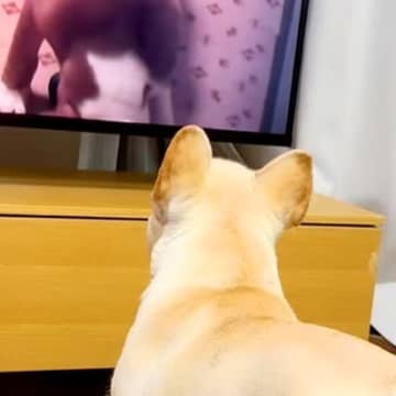 亡くなった先輩犬の映像をテレビで見ていたら、後輩犬が…涙腺崩壊する『まさかの行動』に感動の声続々「泣いちゃったよ…」「会いたいよね」