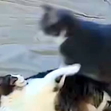 2匹の猫が喧嘩を始めた結果→気付いた大型犬がすぐに駆け付けて…まさかの『神対応』が64万表示「優しく論してて感動」「本当に優しい」と称賛