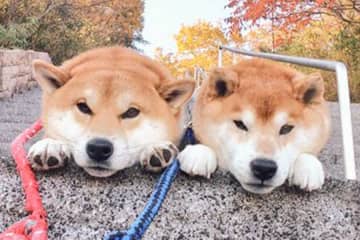 「寒波に負けないライフハックを編み出した」 散歩中に暖を取る柴犬 画期的なアイデアが話題に