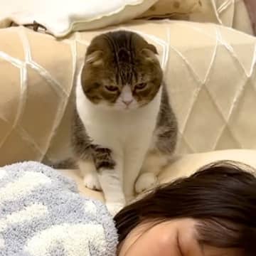 休日の朝5時、リビングで寝落ちしたママ→猫が起こそうとして…思わず
