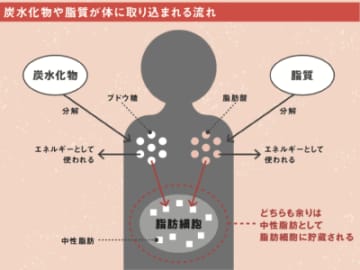 低炭水化物vs低脂質ダイエット、痩せるのはどっち?研究でわかった体脂肪の正体 | チバテレ+プラス