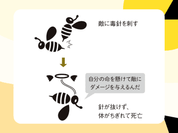 【自己犠牲】なぜミツバチは刺すと死ぬのか？ 一族の繁栄を優先する「利他的な死」とは【図解 死の話】