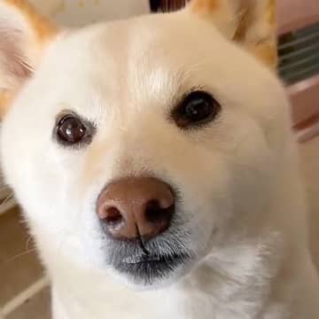 6年間、犬を『お姫様』のように育てた結果→溺愛しすぎた『現在の光景』が尊いと230万再生「自分を人間と思ってそうｗ」「たまらない」と絶賛