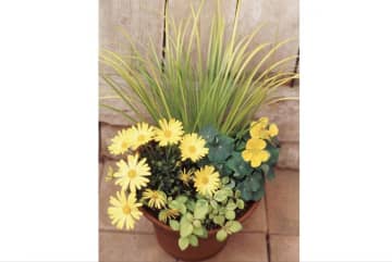 吉谷桂子さんの【寄せ植えQ&A】メリハリのある寄せ植えを作るには？ 失敗しない植物の形の組み合わせ方は？