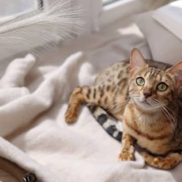 見分けるのが難しい『そっくりな猫種』3選　異なる特徴やそれぞれの魅力もご紹介