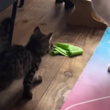 新入りの『小さな子猫』と先住猫→初めての出会いから『３年』が経つと…素敵なビフォーアフターに癒される人続出「可愛いｗ」「仲がいいね」