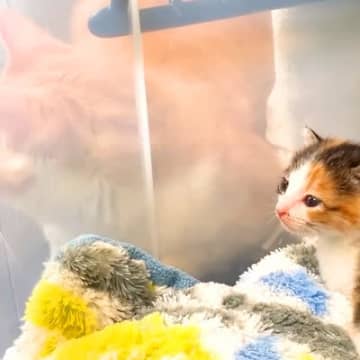 ひとりぼっちで鳴いていた子猫を保護→先輩猫たちがそっと見守って…『愛にあふれた光景』に「優しさが心にしみる」「本当に優しい」と称賛