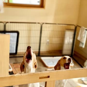 『犬の吠え方』でわかる心理5つ　要求吠えに対する飼い主の適切な対応まで解説