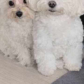 消防点検で作業員が自宅に入ってきた結果→2匹の犬が『びっくり』してしまい…思わず抱きしめたくなる表情に2万いいね「めちゃ可愛いｗ」と悶絶