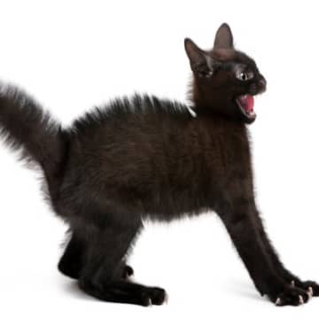 猫が『パニック』を引き起こす瞬間4選　不安になる原因や落ち着かせるための対処法