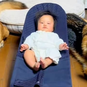 警察犬訓練所出身の大型犬が『生後4ヶ月の赤ちゃん』に寄り添って…まるでボディガードのような光景が話題「カッコイイ」「頼もしすぎる」
