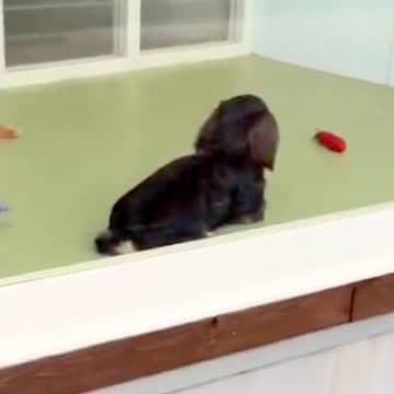 トリミングサロンまで犬をお迎えに→近づいても気付かず…『ママだ』と確信した瞬間が可愛すぎると32万再生「ハッとしてるｗ」「尻尾フリフリ」