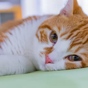 猫との関係が壊れる『暴言・態度』5選　ストレスが健康に与える悪影響も解説