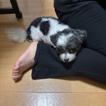 犬は飼い主さんの前で演技するってホント？　犬にまつわるウソ・ホントについて専門家が解説！