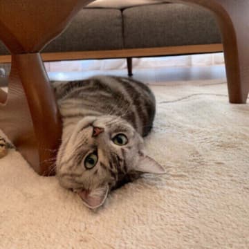 冬の猫がだらだらするのには理由があった！猫の“だらだらトリビア”を専門家が解説