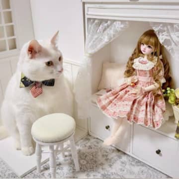 ドール用の『小さな椅子』に猫が座ろうとした結果…可愛すぎる光景に