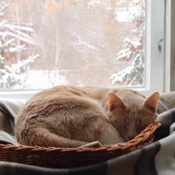 猫が『体を丸めて寝る』のはなぜ？　4つの理由や隠されている心理とは