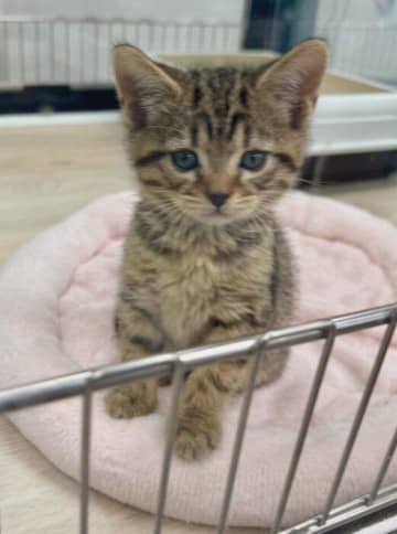 目がクリクリで甘えん坊な子猫が1才に　大きく成長してもあどけなさが残る姿にキュン！