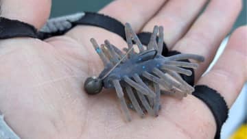 ボトムを意識したパターンには『ハリネズミミニ』のジグヘッドで攻略！　今年の相模湖の近況は？【大津清彰のバス釣り真相解明】