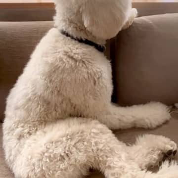 『髪型変だよ』と超大型犬に伝えた結果→完全に拗ねてしまって…人間の子どものような態度が12万再生「いじけちゃった」「可愛くて笑っちゃう」