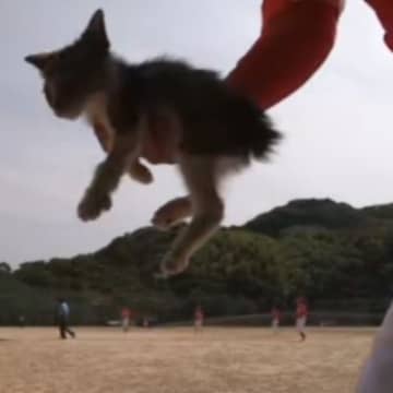 野球の大会中に現れた『捨てられたと思われる子猫』→試合中の様子に心温まり…『感動の結末』が438万再生「涙が出る」「恩返しがきっと来る」