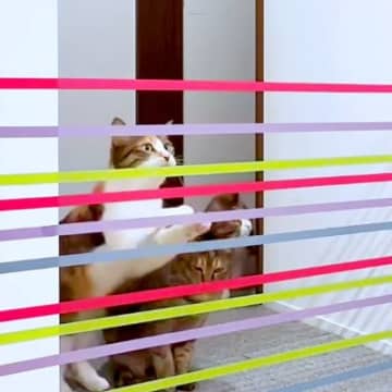 ７匹の猫の『ジャンプ力』を検証→テープを張ってみた結果…"想像以上の展開"に爆笑の声「楽しすぎるｗ」「個性が出てるねｗ」と48万再生