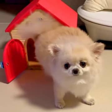 ぬいぐるみの家に入ろうとするチワワ→『小さくて入らないかな』と思ったら…とんでもなく可愛い結末が17万再生「癒し」「最後のキメ顔も素敵」