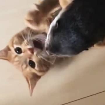 仲良しすぎる『猫とカワウソ』→遊んでいる様子を眺めていたら…たまらなく可愛い光景が41万再生「本当の姉弟のよう」「ずっと見ていられる」
